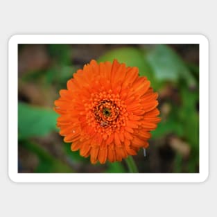 Single Orange Gerbera Flower Sticker